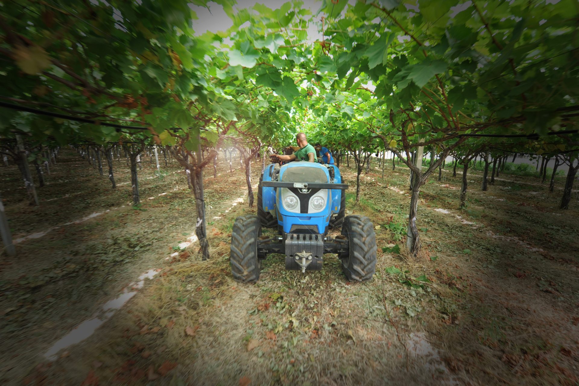 Coldiretti: “Dl Bollette penalizza il biogas, rischio per l’autonomia nazionale”